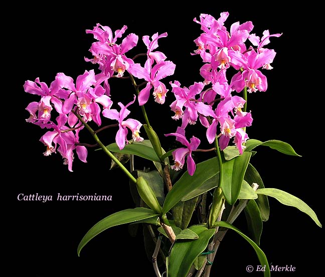 Lan hoàng hậu - Cattleya harrisoniana