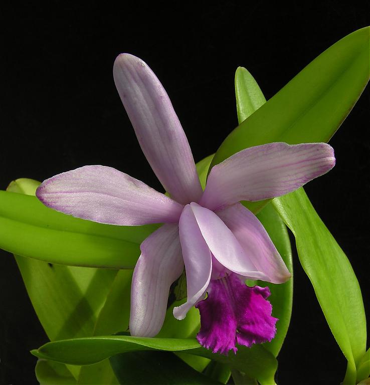 Lan Hoàng Hậu - Cattleya intermedia