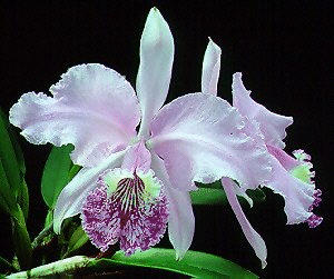 Lan hoàng hậu - Cattleya leuddemanniana