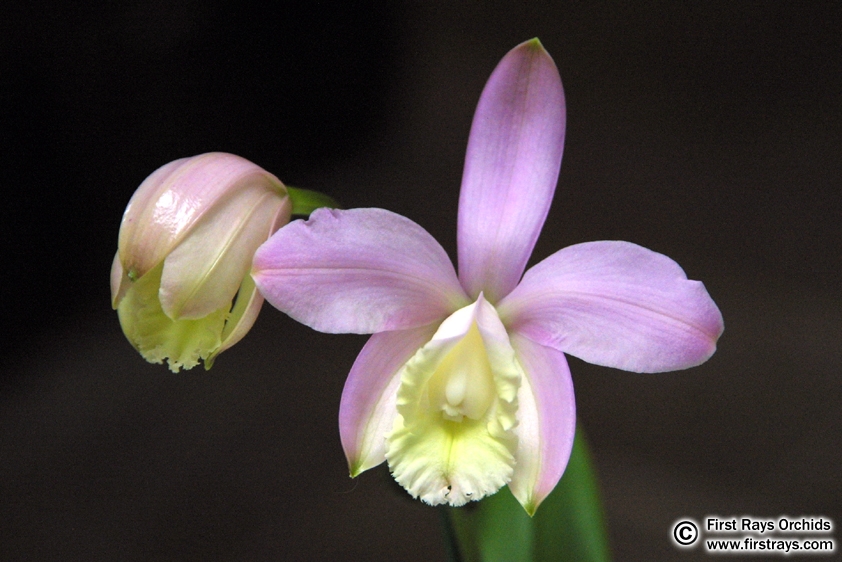 Lan hoàng hậu - Cattleya harrisoniana