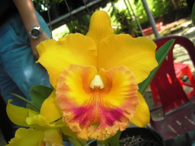 Hoa lan Cattleya