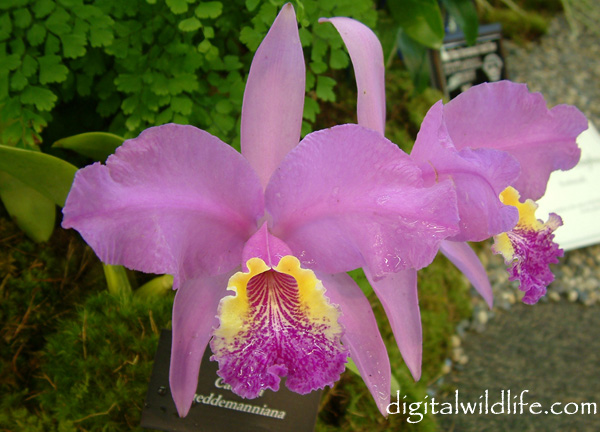 Queen Orchids - Cattleya leuddemanniana