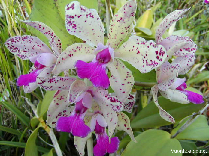 Lan Cattleya amathystagloss