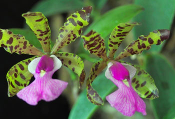 Lan Hoàng Hậu - Cattleya bicolor