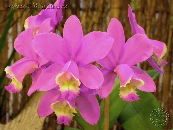 Lan hoàng hậu - Cattleya harrisoniana