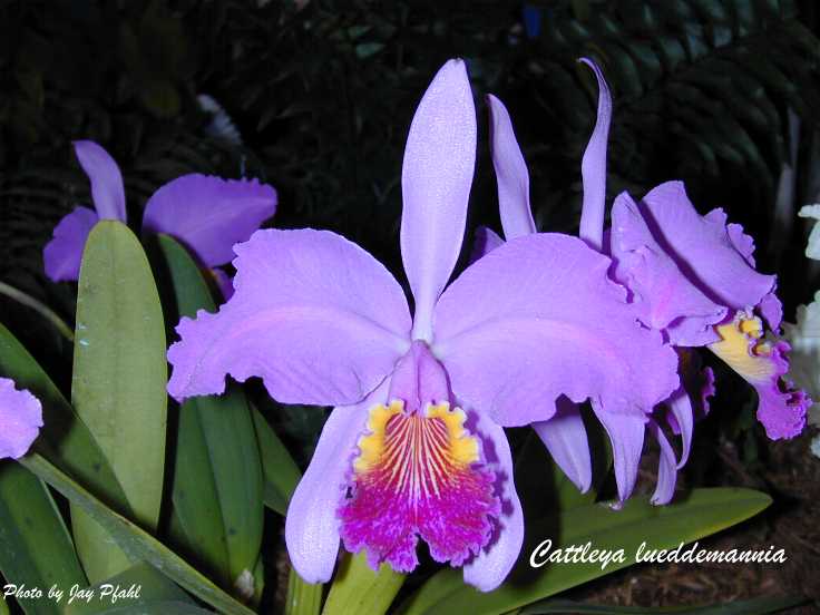 Lan hoàng hậu - Cattleya leuddemanniana