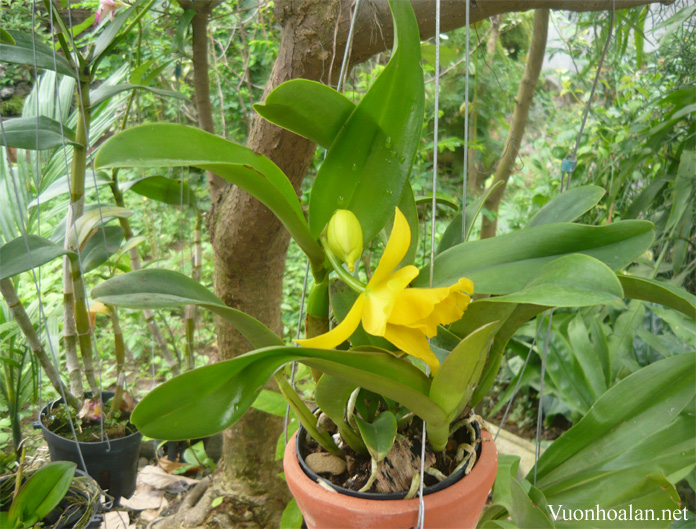 Hoa lan Cattleya màu vàng