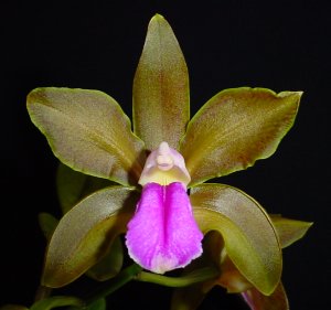 Lan Hoàng Hậu - Cattleya bicolor