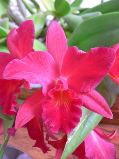 Sophrolaelio cattleya