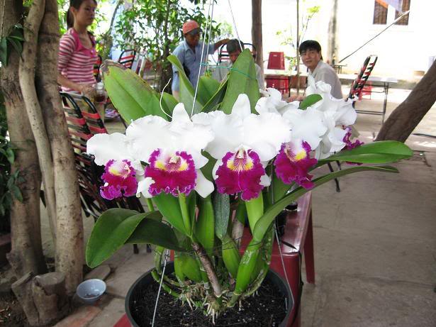 Cattleya Labiata orchid growing technique