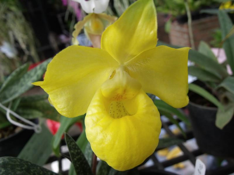 Lan hài kim Paphiopedilum armeniacum