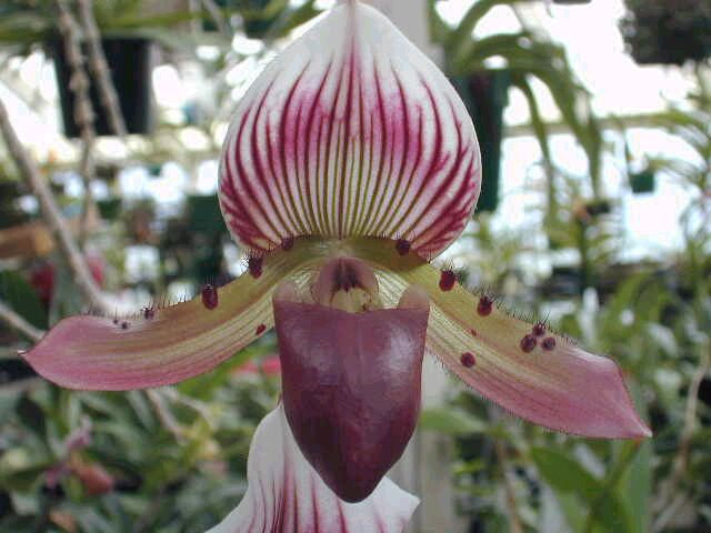 Lan hài vân Paphiopedilum callosum