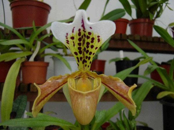 Lan hài đốm Paphiopedilum gratrixianum