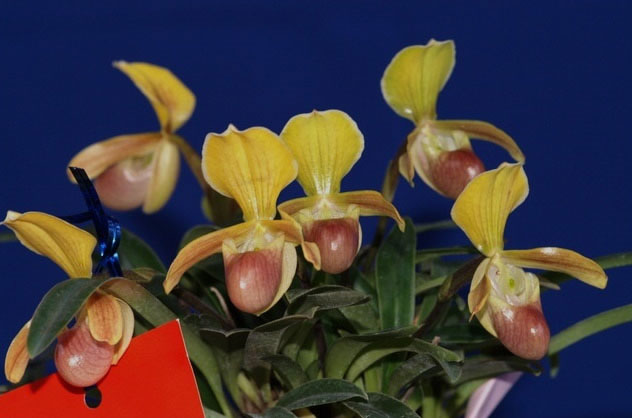 Lan hài helen Paphiopedilum helenae