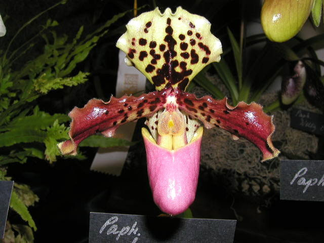 Lan hài henry Paphiopedilum henryanum