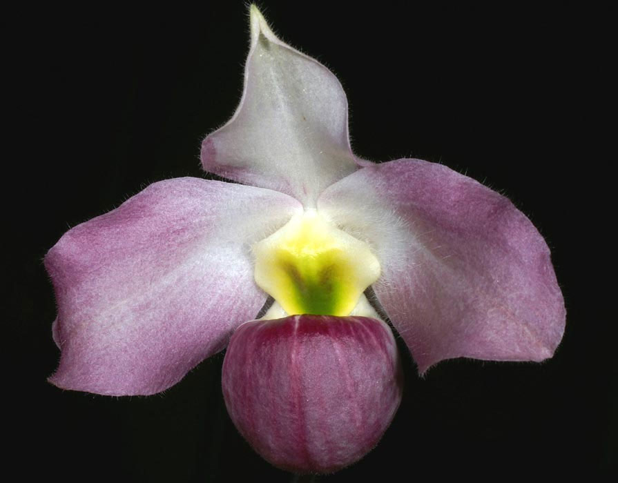 Lan hài Paphiopedilum vietnamense.