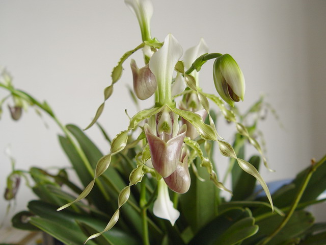 Lan hài râu Paphiopedilum dianthum