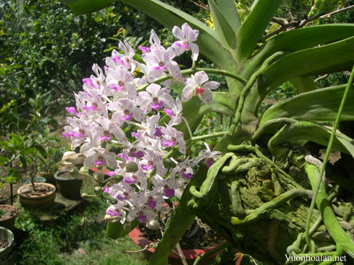 Ngọc điểm - Rhynchostylis gigantea