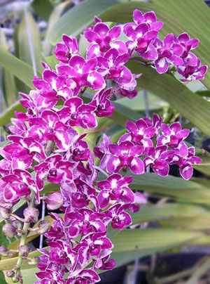 New technique to grow Ngoc Diem orchid