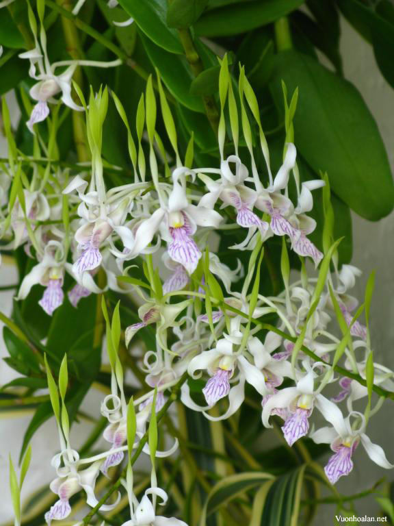 Dendrobium Antennatum