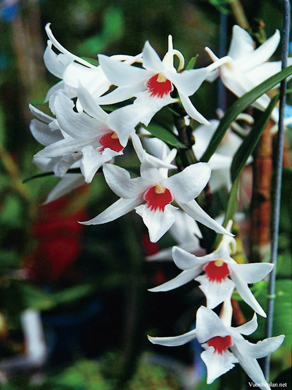 Dendrobium Draconis - Lan Nhất điểm hồng