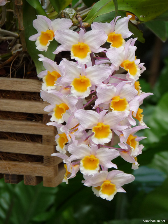 Lan Thủy Tiên - Dendrobium Farmeri