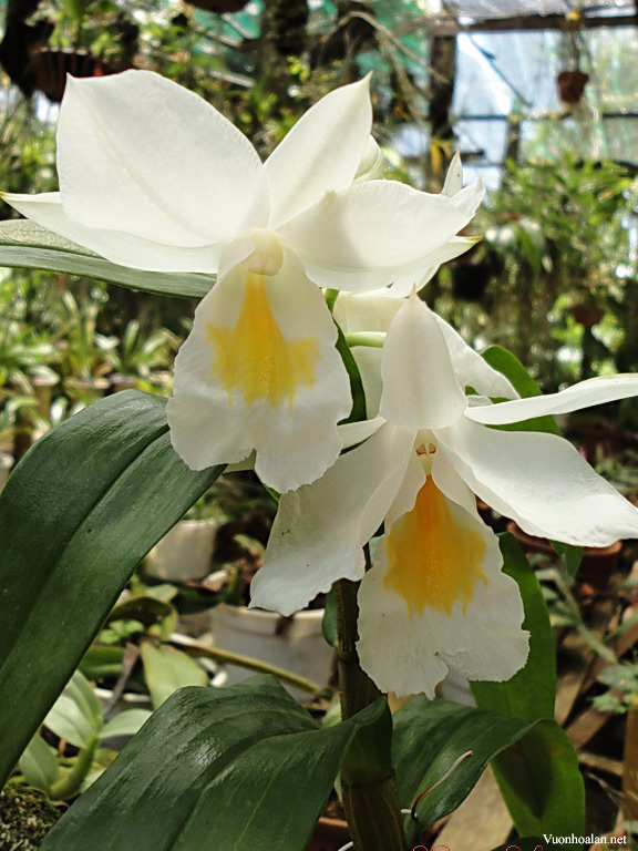 Dendrobium Formosum