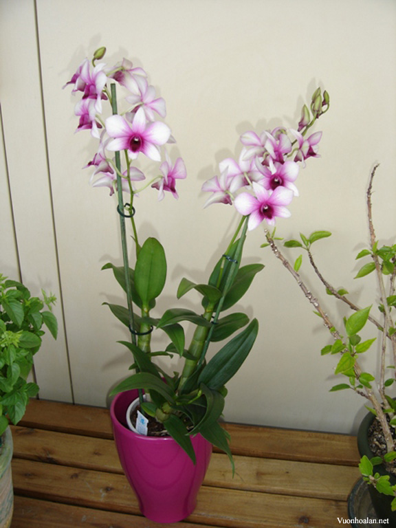 Dendrobium Phalaenopsis