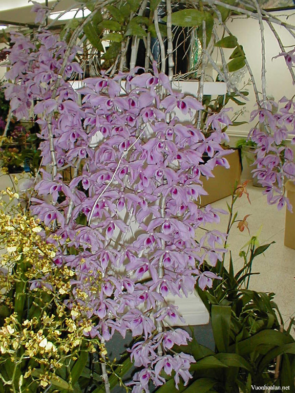 Dã Hạc - Phi Điệp Dendrobium anosmum 