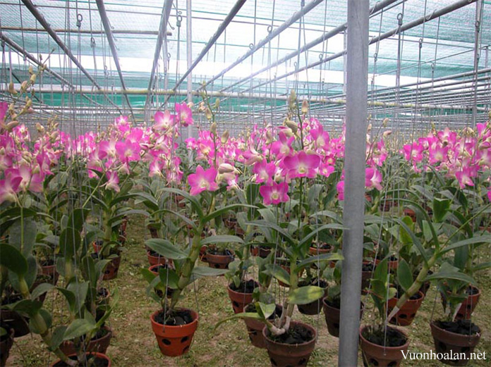 Basic knowledge of planting and taking care of Dendrobium