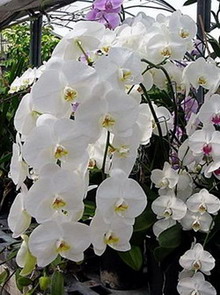 Technology of growing moth orchid tissue culture