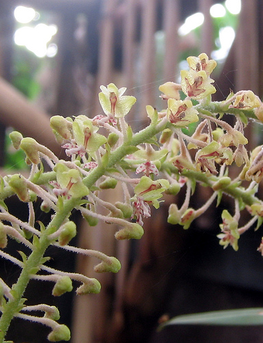 Lan len cỏ, Eria paniculata