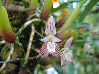 Lan lọng tía Bulbophyllum Ambrosia