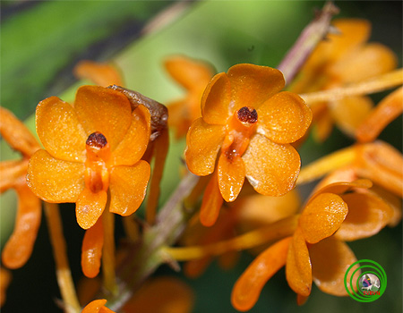 Lan hoàng yến vàng - Ascocentrum miniatum