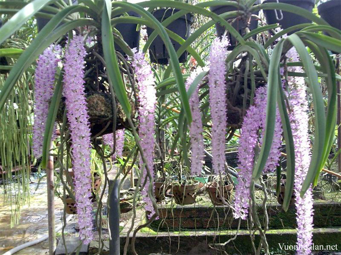 Đuôi cáo -Rhynchostylis