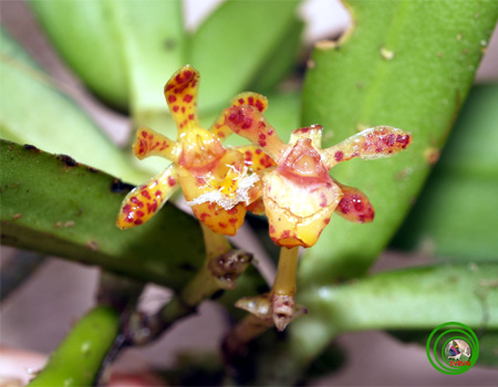 Lan hàm lân cứng - Gastrochilus calceolaris