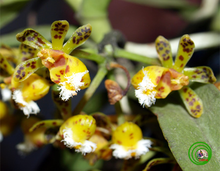 Lan hàm lân cứng - Gastrochilus calceolaris