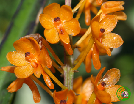 Lan hoàng yến vàng - Ascocentrum miniatum