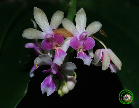 Lan kim vinh - Kingidium deliciosum