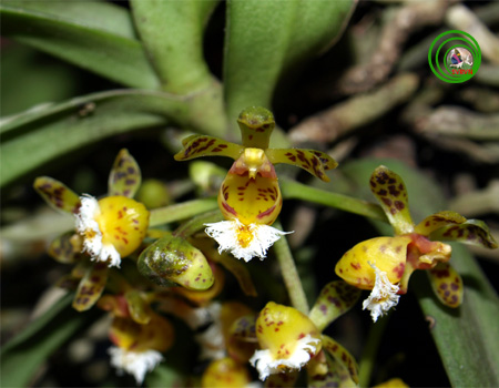 Lan hàm lân cứng - Gastrochilus calceolaris