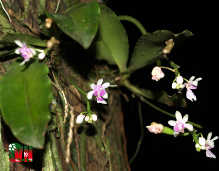 Lan kim vinh - Kingidium deliciosum