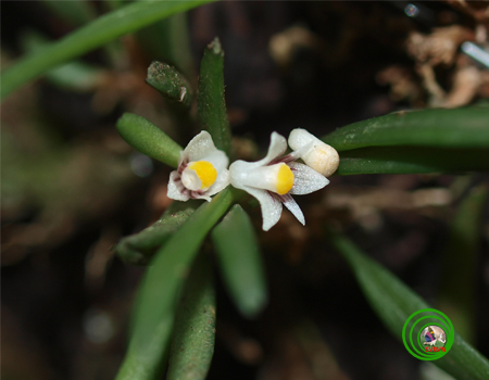 Lan vòi sừng lùn- Ceratostylis siamensis