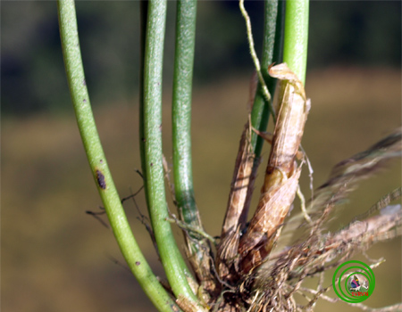 Lan vòi sừng trụ - Ceratostylis subulata