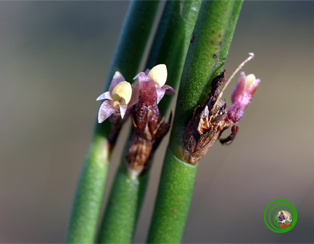 Lan vòi sừng trụ - Ceratostylis subulata