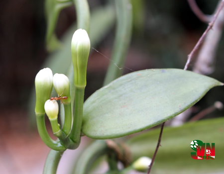 Lan vani trắng Vanilla albia