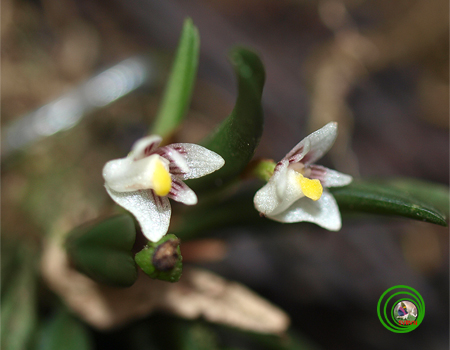 Lan vòi sừng lùn- Ceratostylis siamensis