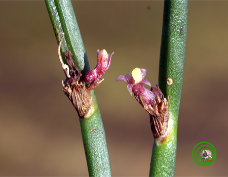 Lan vòi sừng trụ - Ceratostylis subulata