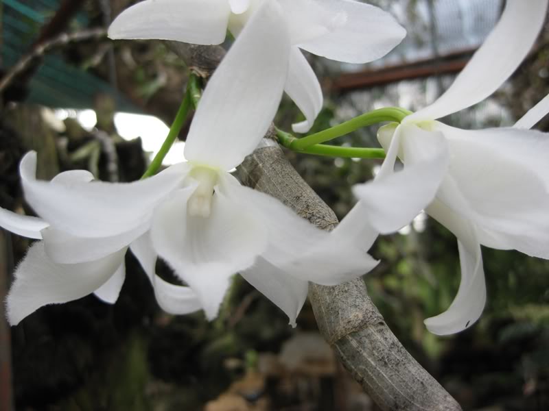 Giả hạc trắng - Dendrobium anosmum var. alba