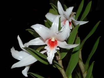 Nhất điểm hồng Dendrobium draconis