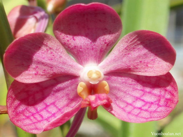 Vanda Majestic 